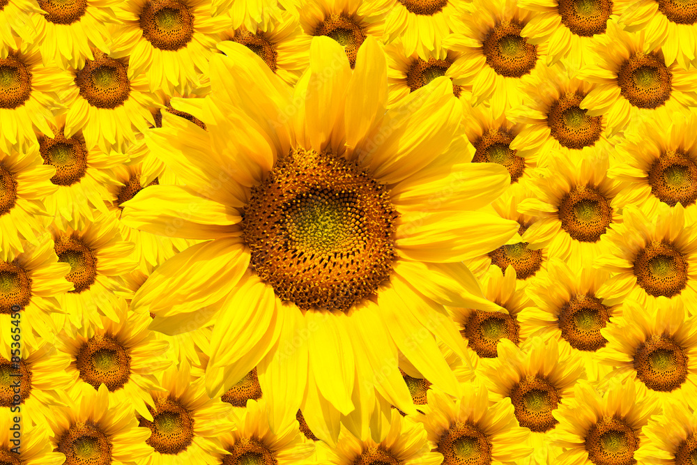 Obraz premium blooming sunflower