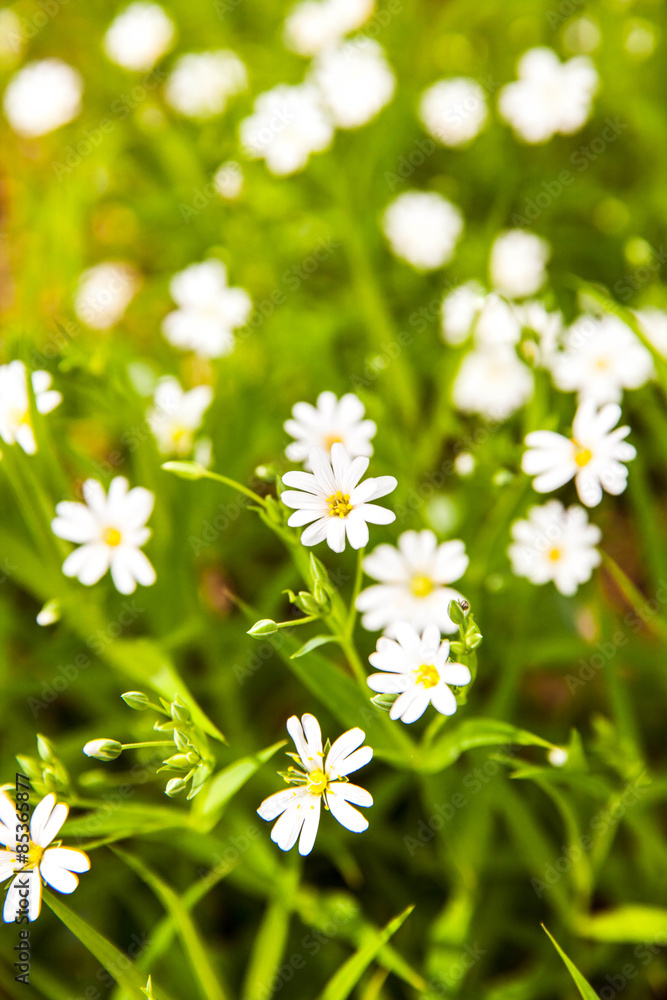 White flowers anemone in forest White flowers anemone in forest