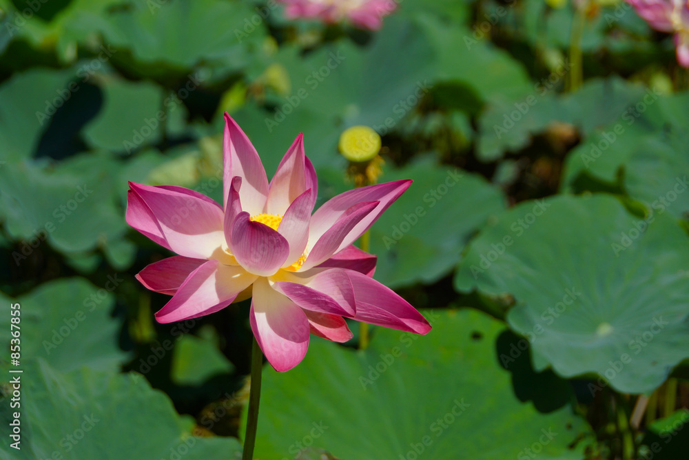 Pink lotus flower blooming. In the outdoor pool. Pink lotus flower blooming. In the outdoor pool.