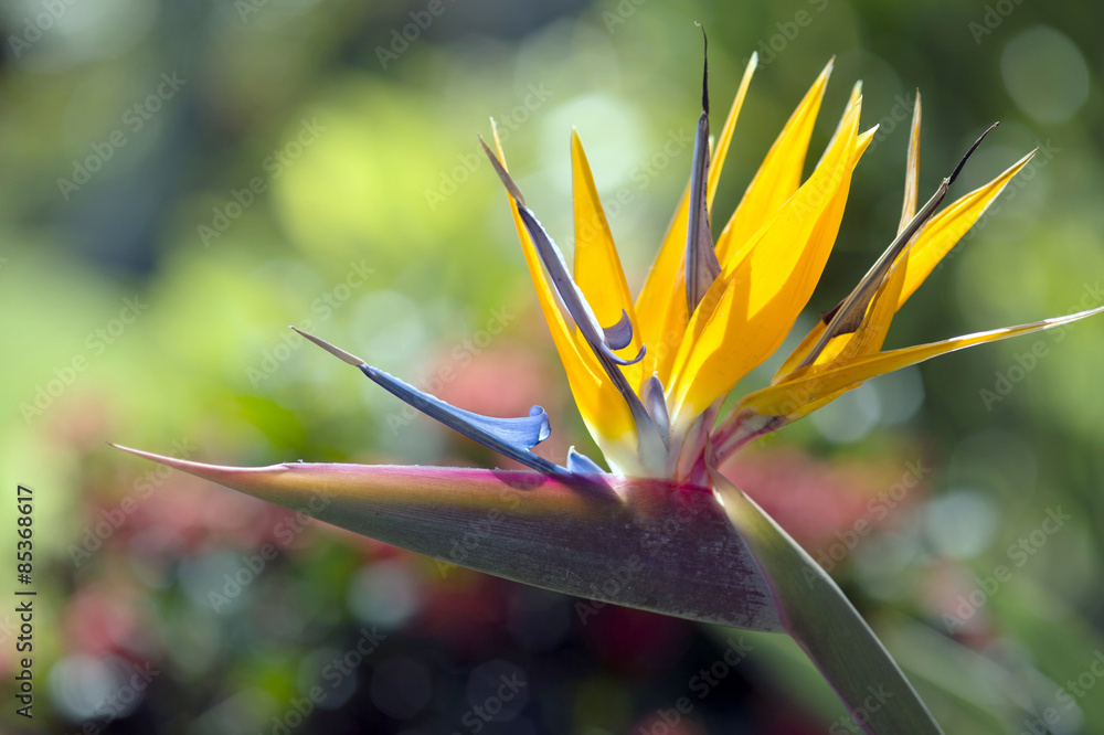 Obraz premium Strelitzia Reginae flower closeup (bird of paradise flower)-1