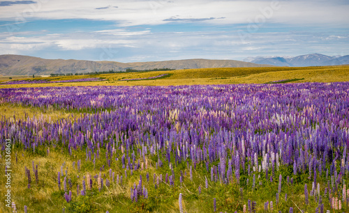 a sea of lupins a sea of lupins alongside SH58 in New Zealands McKenzie Basin displaying all the colors and set against the almost desert colors of the basin with a backdrop of the southern alps