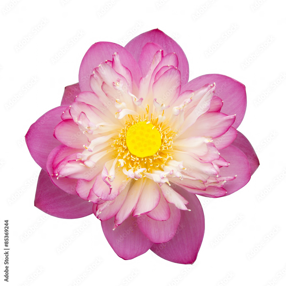 Pink Beautiful lotus flower. Buddhist religious symbol. Pink Beautiful lotus flower. Buddhist religious symbol.