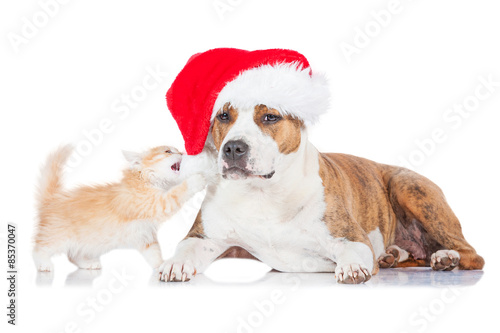Little kitten playing with a santa hat dressed on american staffordshire terrier dog © Rita Kochmarjova
