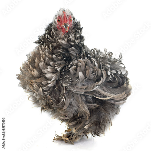 Fototapeta Naklejka Na Ścianę i Meble -  Curly Feathered chicken Pekin