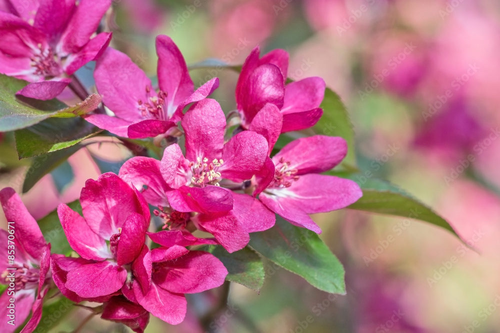 dark pink apple tree blossom dark pink apple tree blossom