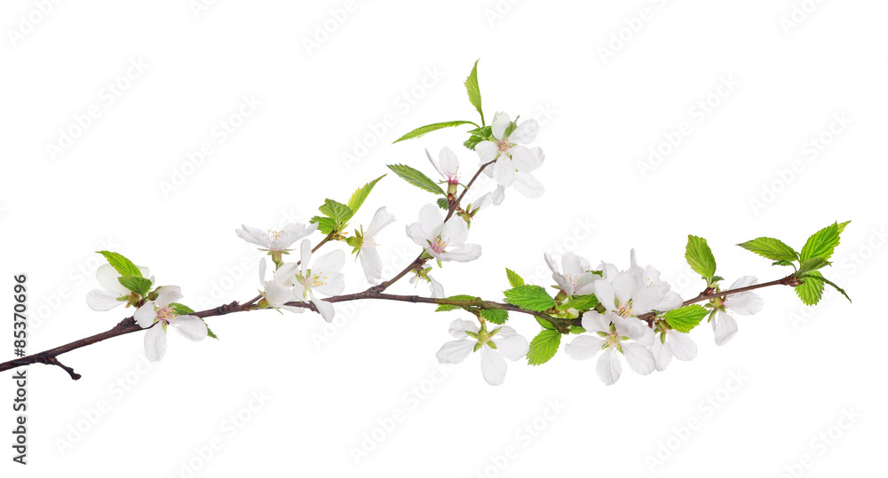 Naklejka premium cherry tree blossoming branch with bright green leaves
