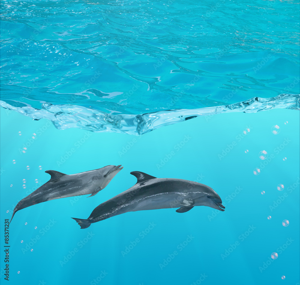 two dolphins under blue water two dolphins under blue water