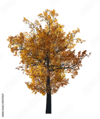 dark isolated on white gold fall oak