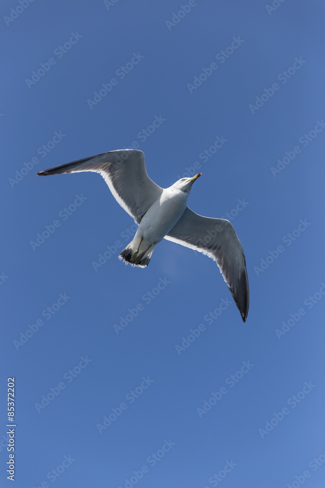 Obraz premium 空を飛ぶうみねこ