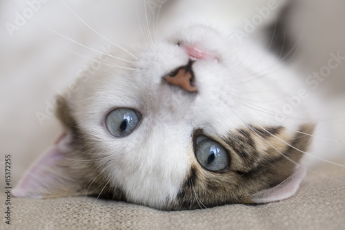Kedi