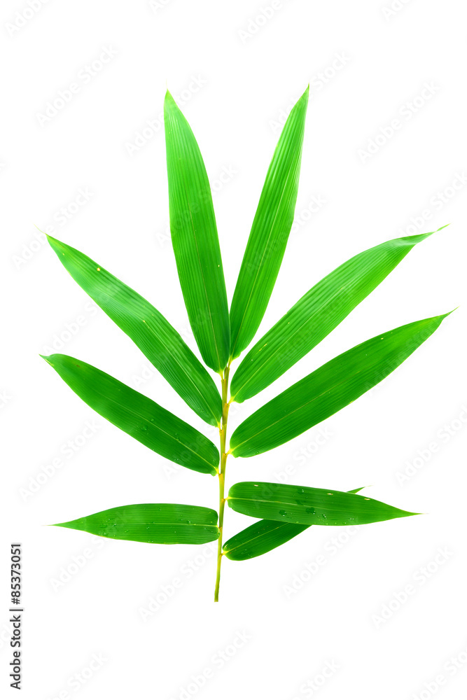 Fototapeta premium Green bamboo leaves on a white background