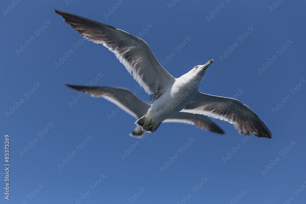 空を飛ぶカモメ(2羽) 空を飛ぶカモメ(2羽)