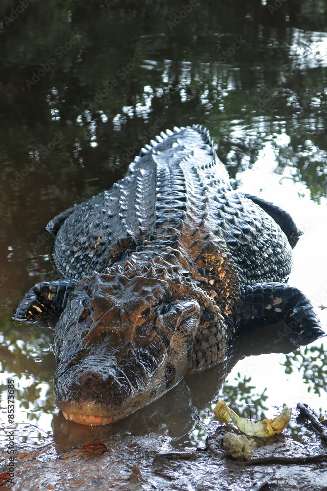 Fototapeta premium Caiman (Caimaninae) at Madidi National Park, Bolivia