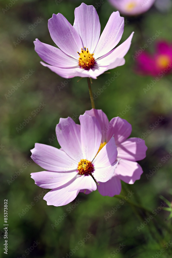 Garden cosmos (Cosmos bipinnatus) Garden cosmos (Cosmos bipinnatus)