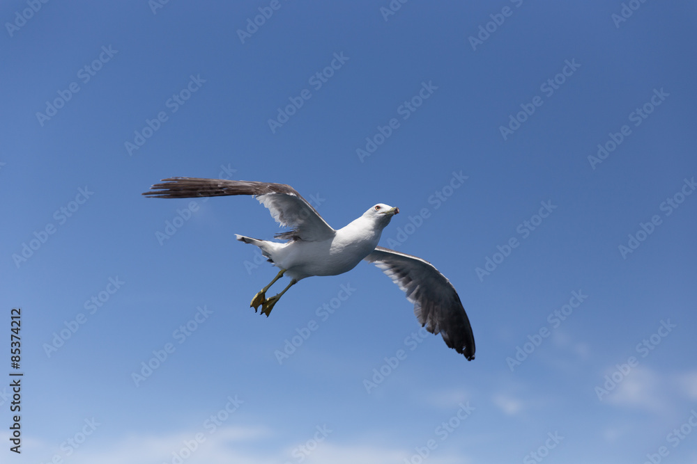 空を飛ぶカモメ（1羽）