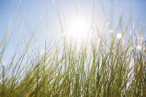 Abstract Seagrass