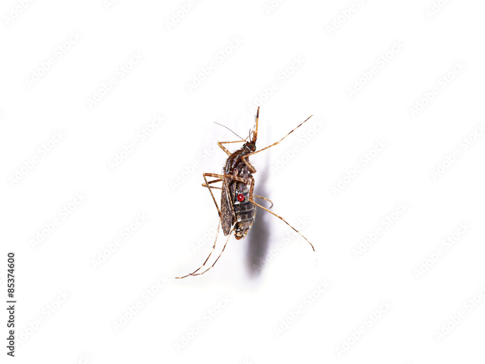 Mosquitoes spawn isolated on white background. Mosquitoes spawn isolated on white background.