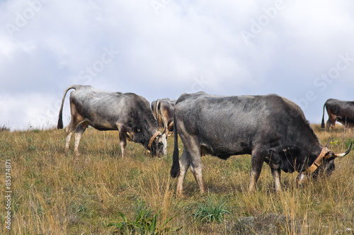 Cows grazing. 