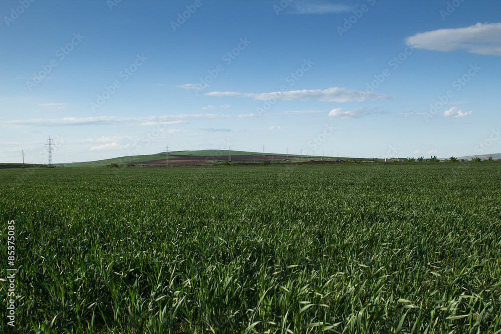 A field of wheat sprouts A field of wheat sprouts