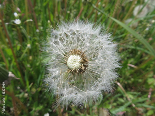 Pusteblume