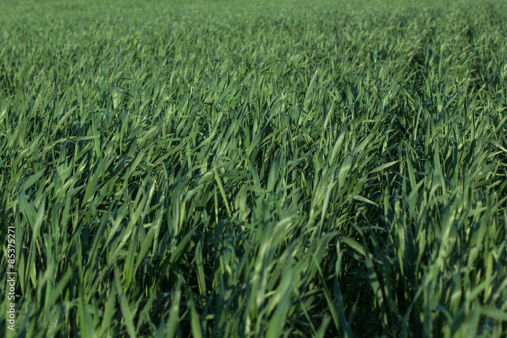 Image of wheat sprouts Image of wheat sprouts