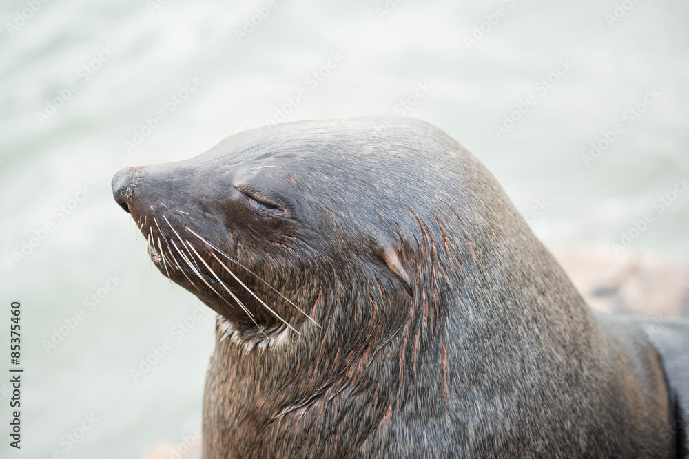 Fototapeta premium Cape fur seal