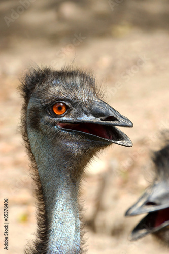 Close up of an emu (Dromaius novaehollandiae) photo