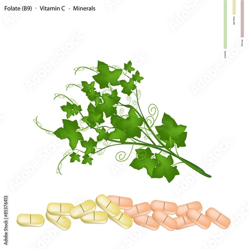 Chayote Plant with Vitamin B9 and Vitamin C