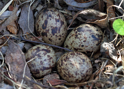 Nest of the sandpiper among thickets photo