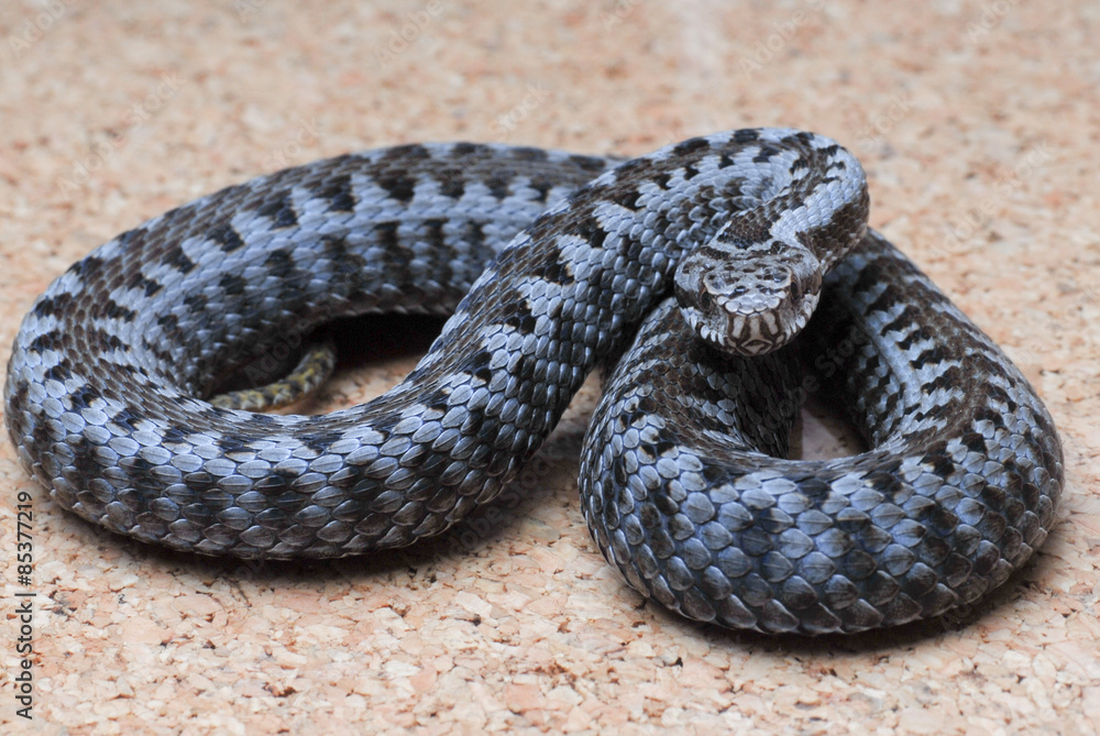 Fototapeta premium VIPERE