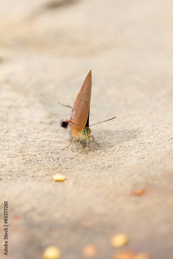 Obraz premium Butterflies in the wild