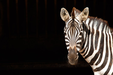 Fototapete Zebra Zebra vor schwarzem Hintergrund freigestellt  © Rojo