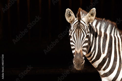 Zebra with black background photo
