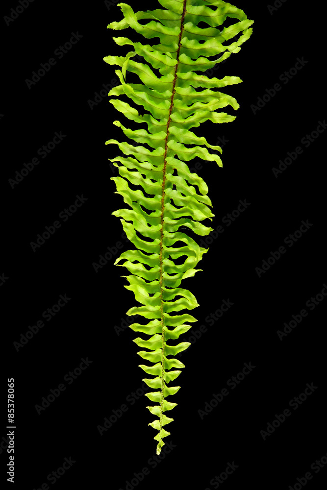 Naklejka premium Green Boston Fern. Scientific name: Nephrolepis exaltata (L) Sch