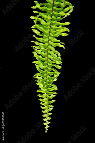 Green Boston Fern. Scientific name: Nephrolepis exaltata (L) Sch