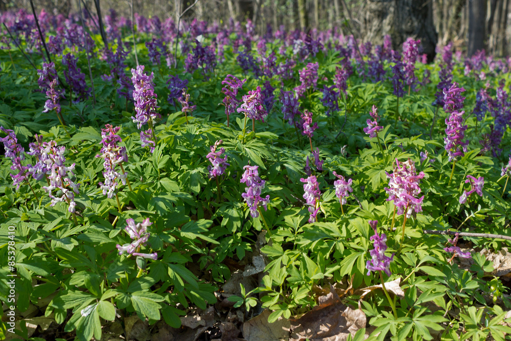 Glade of purple spring flowers Corydalis closeup Glade of purple spring flowers Corydalis closeup