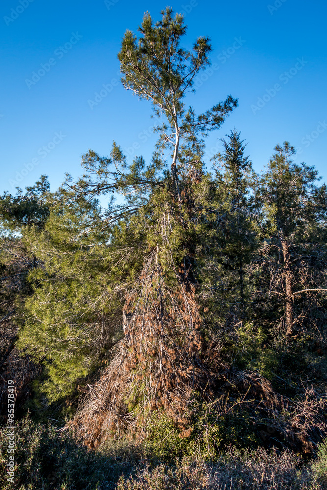 Pine tree with blue sky Pine tree with blue sky