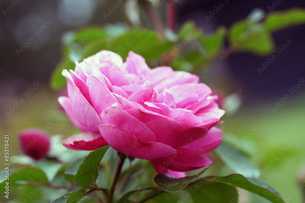 Rose macro, retro photo filter effect