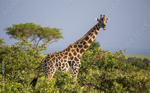 Giraffe in the Murchison Falls National Park in Uganda, Africa
