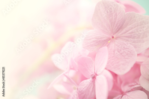 sweet color hydrangeas in soft and blur style for background   © number1411