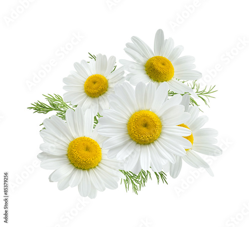 Camomile group isolated on white