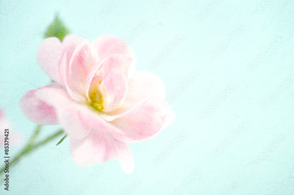 sweet color hydrangeas in soft and blur style for background
