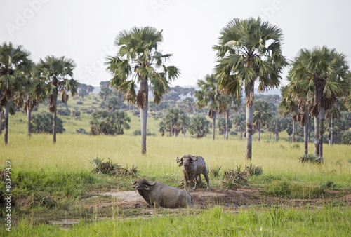 A couple of African buffaloes covered in mud at the Murchison Falls National Park in Uganda, Africa