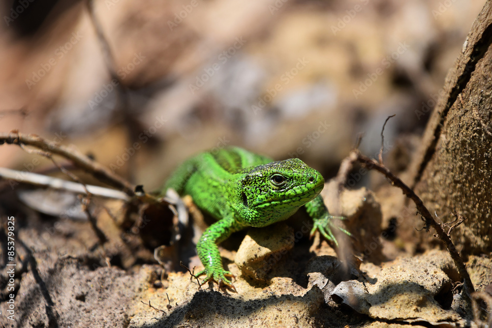 Green lizard stalking among stones, fallen leaves and twigs Green lizard stalking among stones, fallen leaves and twigs