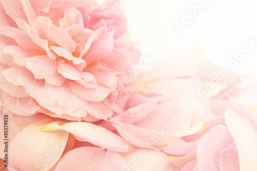 Sweet roses in soft color style for background © number1411