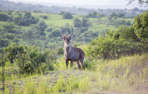 Waterbuck at the Murchison Falls National Park in Uganda  Africa