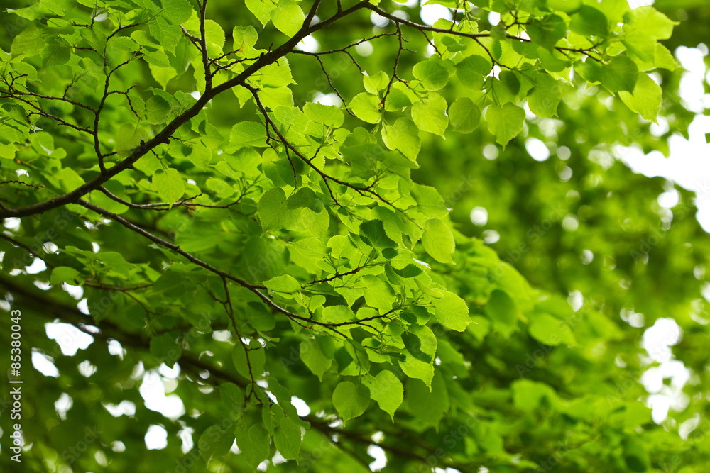 Nature background Nature background