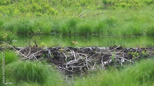 beaver dam across the stream in the field