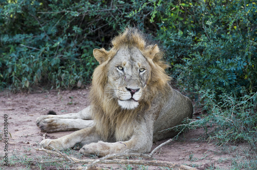 African Lion resting at the Murchison Falls National Park in Uganda, Africa