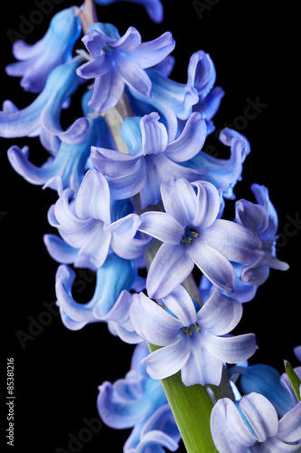 Hyacinth flower